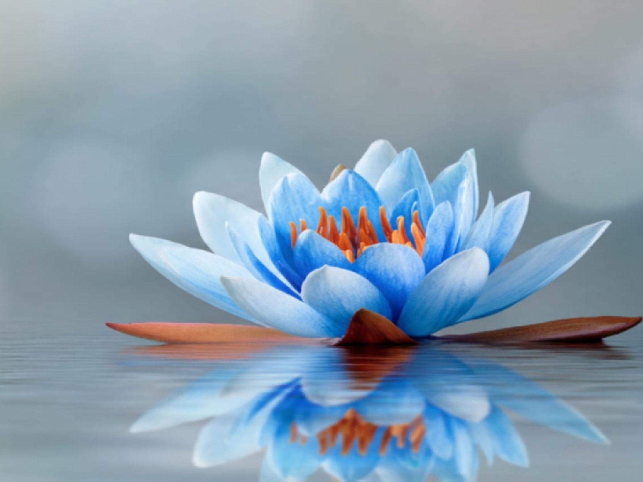 Blue Lotus Art